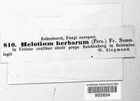 Calycina herbarum image